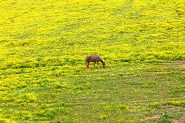 Saf kan, yürüyen at yeni bahar çimlerini parlak sarı çiçeklerle dolu bir tarlada ekiyor..