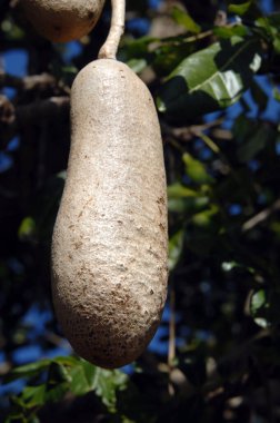 Hawaii 'nin Büyük Adası' ndaki 