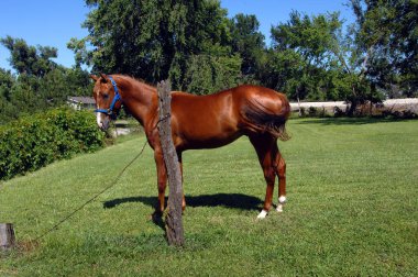 Colt stands and watches a fence post in curiousity.  He is switching his tail.  Grassy enclosure with home in background. clipart