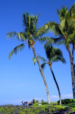 Hawaii 'nin büyük adasındaki palmiye yapraklarının altında beş kişilik bir aile pikniği..