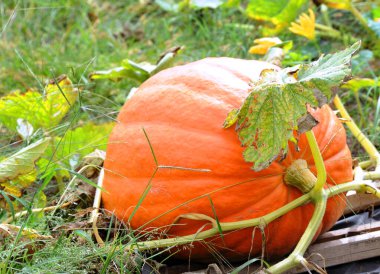 Büyük balkabağı, büyümeye devam ettikçe tahta çıtalarla desteklenir..