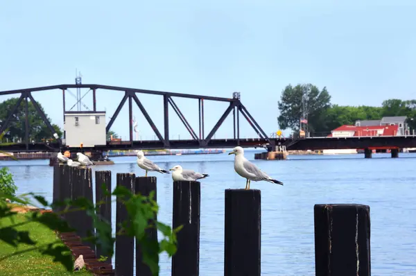 stock image Seagulls perch on wooden pilings in front of the maritime St. Joseph's Swing Bridge in St. Joseph, Michigan.