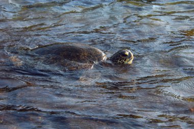 Green sea turtle swim in Honaunau Bay on the Big Island of Hawaii.  Turtle's head and back surfaces. clipart