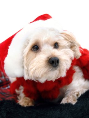 Adorable silkypoo lays on a fur plaid rug.  He is wearing a red santa claus hat and looking wishfully for Santa Claus. clipart