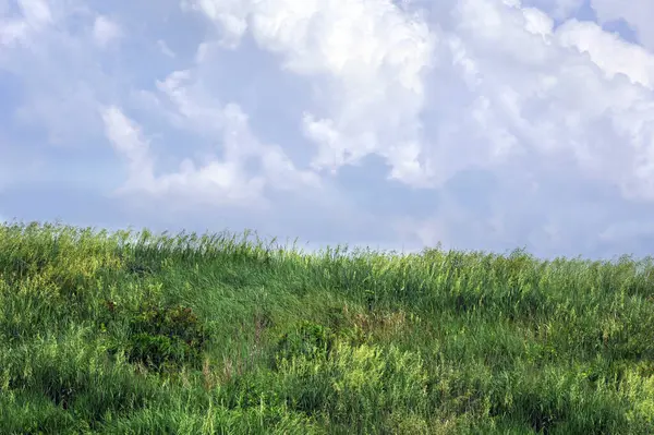 Yeşil, Kansas çayır otları alçak bir tepeden yuvarlanarak mavi bir gökyüzüne doğru yuvarlanır tüylü beyaz bulutlarla.