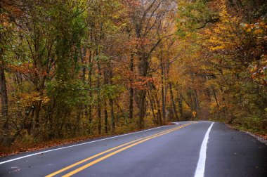 Yol tabelası önümüzde virajlı yollar olduğunu söylüyor. Islak ve nemli sonbahar yaprakları Arkansas 'taki Ozark Dağları boyunca otobanın her iki tarafında da uzanır..
