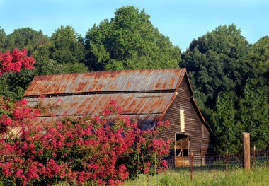 Kırsal ahır, sabah güneşinin ısınan ışınlarıyla aydınlanır. Ön planda çiçekler açar ve ahşap ahır önünde teneke çatılı kırsal çitler..