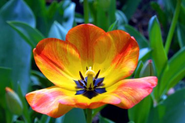 Beautiful tulip has opened to Springtime.  It is yellow with orange along rim of petals.  Tulip is in Garvins Woodland Garden in Hot Springs, Arkansas. clipart