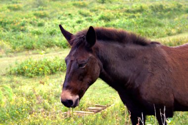 Brown horse crunches on palm fronds at the Pololu Valley overlook on the Big Island of Hawaii. clipart