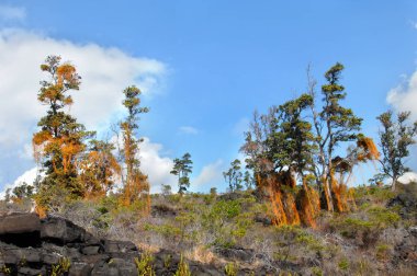 Fascinating stringy, parasitic vine covers trees in the Hawaii Volcanoes National Park.  Ohi'a trees struggle to survive its clutches. clipart