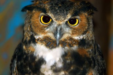 Sert, sarı gözler her hareketi dikkatle izler. Bu boynuzlu baykuşun delici, kırpmayan bir bakışı var..                      