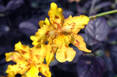 Unusual spotted orchid in yellow and brown blooms in the National Tropical Botanical Garden on the Big Island of Hawaii. clipart