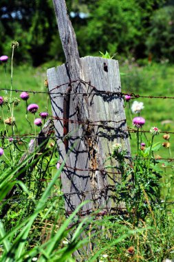 Kalın, ahşap çit direğinin yan tarafından çıkan ekstra paslı çivisi var. Dikenli teller direğe bağlanmış ve etrafında kır çiçekleri yetişiyor..