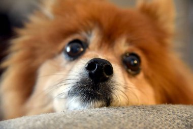 Brown Pomeranian refuses to budge out of his owner's chair.  He rebelliously lays his nose on the arm. clipart