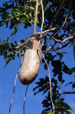 Long potato shaped fruit hangs in the canopy of a tree called 