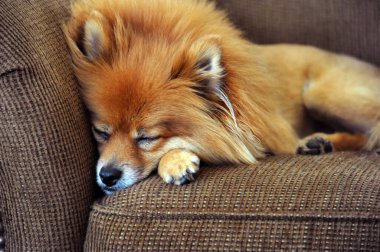 Pomeranya 'lı kötü bir geceden sonra uyumaya çalışırken burnunu kanepeye gömüyor. Kanepe kahverengi aralıktır..