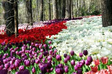 Tulips bloom in proliferation in the natural landscape of Garvins Woodland Garden in Hot Springs, Arkasnas.  Rows upon rows of red, purple, lilac and striped tulips bloom in the Sping sunshine. clipart