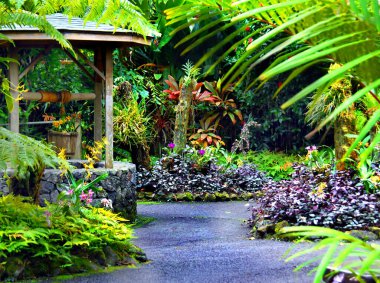 Tahta kova ve çiçek açan orkidelerle dolu dilek kuyusu Hawaii 'nin Büyük Adası' ndaki Ulusal Tropik Botanik Bahçesi 'nde oturur..