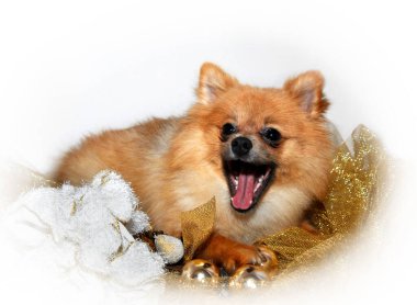 Pomeranian does his thing and yaps at Santa.  Mouth is open and he is laying on Christmas ribbon and ornaments. clipart