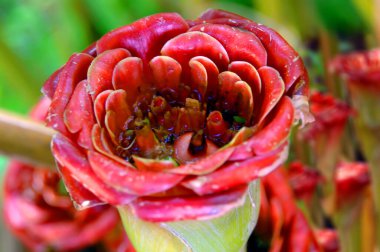 Hawaii Tropik Botanik Bahçesi 'nde çiçek açan bir Siyam Gülü sergileniyor.. 