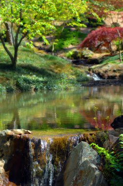 Garvin's Woodland Garden in Hot Springs, Arkansas has waterfall and reflecting pool.  Springtime green and a Japanese Mapel colors water green and red. clipart