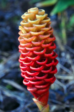 Shampoo Ginger is growing in the Hawaii Tropical Botanical Garden on the Big Island of Hawaii.  Tiny shoots appear in pooling bracts indicating flower is blooming. clipart