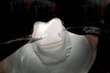 Stingray surfaces and seems to smile.  It is white. clipart