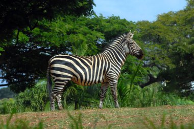 Zebra ayakta dinleniyor. Gerekirse uçmaya hazır. Ağaçlar ve yapraklar arka planda mavi gökyüzü ile doluyor.