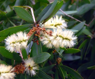 Sıra dışı beyaz çalı ağacının uzun beyaz kıvrımlı kümeleri vardır. Yeşil yapraklar uzun ve oval..