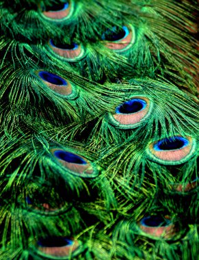 Tavus kuşu tüyleri resmi doldurur. Yanardöner ve canlı renkler tüy oluşturur.                          