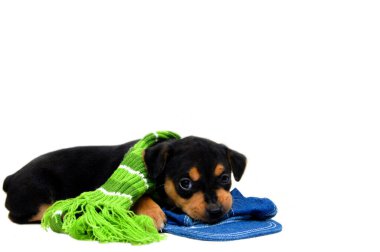 Pitiful eyes gaze up from his game of chewing on his hat.  This black and tan jack russel terrier mix is isolated in a rom of white. clipart