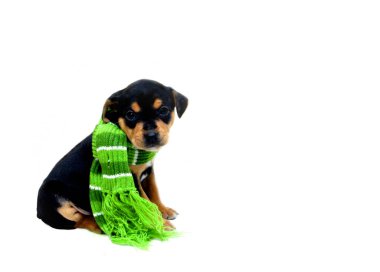 Small black and tan puppy sits in an all white room wrapped in a brightly colored green and white winter scarf. Background image. clipart