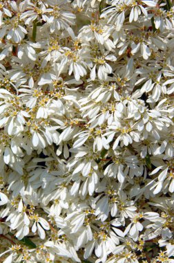 Bush 'un Hawaii' nin Büyük Adası 'nda bulduğu Beyaz Noktalı Çiçek' in arkaplan görüntüsü.