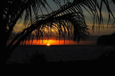 Büyük Hawaii Adası 'nda ufukta turuncu bir güneş topu beliriyor. Palmiye yaprakları ince yapraklarla yükseliyor. Turuncu renkler gökyüzü.