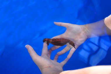 Woman, with hands submerged gets the priveledge to hold a sea horse.  This seahorse tour is conducted at the only seahorse Conservation farm in the world, and it is on the Big Island of Hawaii. clipart