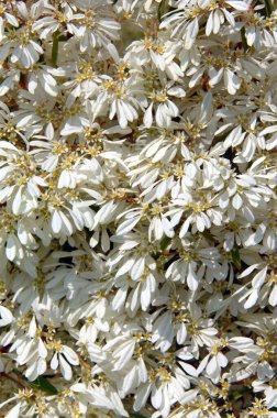 Bush 'un Hawaii' nin Büyük Adası 'nda bulduğu Beyaz Noktalı Çiçek' in arkaplan görüntüsü.