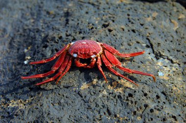 Gelgit çekildikçe bu yengeç canlı canlı pişmiş. 