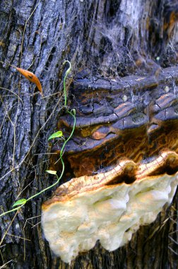 Mushroom growth clings to the backside of a Koa Tree on the Big Island of Hawaii. clipart