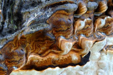 Vahşi mantar Hawaii 'nin büyük adasında bir koa ağacının gövdesine tutunur..