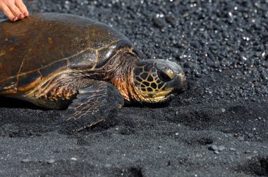 Hawaii 'nin Büyük Adası' na gelen ziyaretçi Unalu 'u Black Sand Plajı' nda dinlenen yeşil bir deniz kaplumbağasına kanunsuzca dokunuyor. Korunmuş kaplumbağa tepki verir ve suyun güvenliğine yönelir..