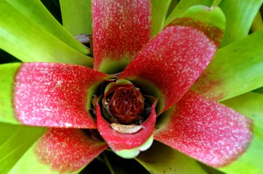 Utangaç Bromeliad kabında ve çiçeğinde su topladı. Panaewa Yağmur Ormanı Hayvanat Bahçesindeki Büyük Hawaii Adası.