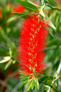 Ağlayan Ağlayan Şişe Fırçası Ağacı 'nın kıpkırmızı uzun tüylü tomurcukları vardır..