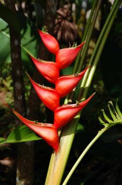 Suyu tutan, böcekleri çeken parlak kırmızı frenlere sahip dev sarmallar ve Kosta Rika yağmur ormanlarında sivrisinekler vahşileşiyor..