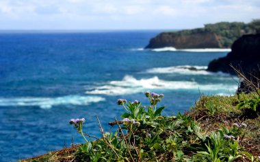 Hawaii 'nin kuzey kıyısındaki Büyük Ada açıklarındaki Alenuihaha Kanalı' na bakan kayalıklar boyunca kır çiçekleri açar..