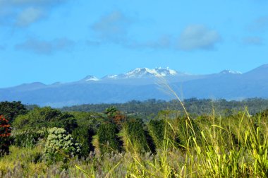 The summit of Mauna Kea is seen in the early morning sunshine.  Snow capped, observatories glisten in sunshine.  In the foreground are guava fields. clipart