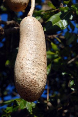 Hawaii 'nin Büyük Adası' ndaki 