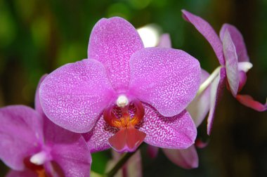 Hawaii 'nin Büyük Adası' ndaki Tropikal Botanik Bahçesi 'nde fushia renkli bir orkide..