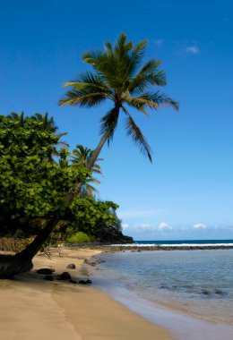 Gözlerden uzak kumsalda yalnız, eğimli palmiye ağaçları var. Gökyüzü mavi ve güneşli.                              