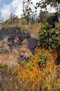 Ground cover is a parasite called Dodder Laurel.  It's yellow-orange vines spread across the ground in Hawaii Volcanoes National Park on the Big Island of Hawaii. clipart