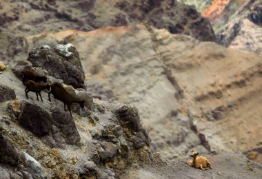 Mountain goat families climb the steep and rugged Waimea Canyon mountains on the Island of Kauai.                           clipart